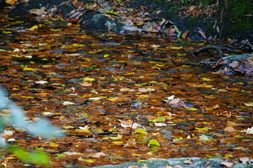 Autumn in a small lake