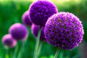 Giant violet ion (Allium Giganteum) flowers blooming - obrazy, fototapety, plakaty