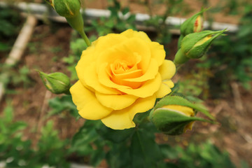 Rose Flower at Pengotan Village Flower Garden