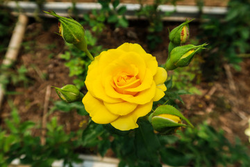 Rose Flower at Pengotan Village Flower Garden