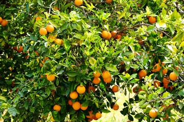 Naranjos llenos de naranjas