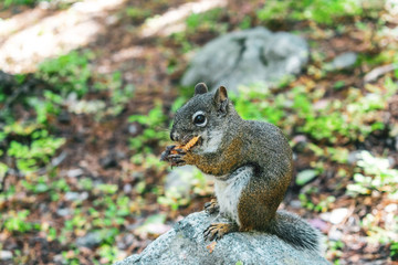 Naklejka na ściany i meble Closeup of squirrel eating a pinecone in Rocky Mountain National Park