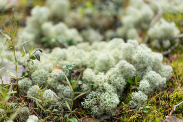 Moss in the forest