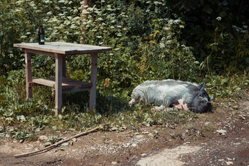 Absurd scene. Alcohol bottle with a sleeping big pig on grass