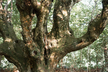 Close up of coniferous tree in wild forest