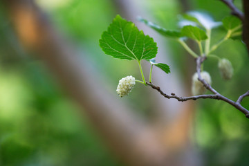 Ripe mulberry berry on a tree branch close-up. Ripe beautiful mulberry berry on a tree branch close-up