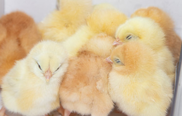 Little yellow chickens sit huddled in a box. Little hens.