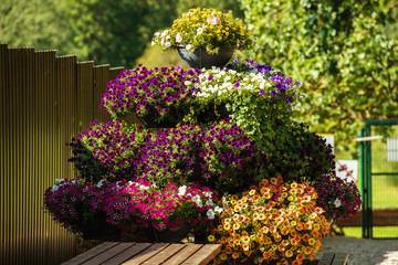 Petunias flowers in pots in outdoors during summer day.