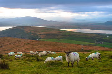 Obraz premium Beautiful view landscape seascape sunrise morning sunlight Valentia Island Cromwell Point Lighthouse Portmagee Ring ok Kerry Ireland colors amazing splitting lights