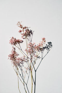 Plakaty Dried wild flowers on white table background top view.