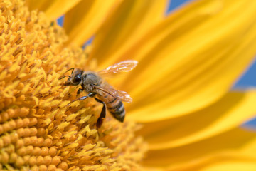 Honey bee on sun flower