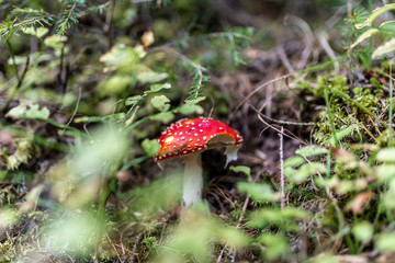 Fliegenpilz
