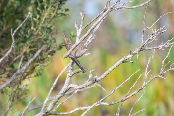 Cautious House Wren peeks from behind branch while perched in the estuary trees.