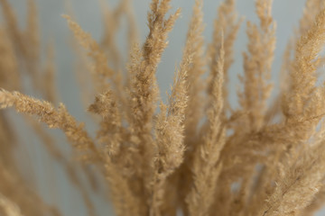 ears. bouquet of ears. background texture