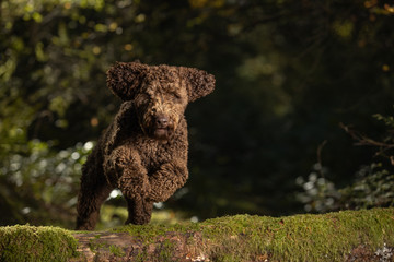 Large breed labradoodle dog jumping over log in forest