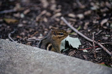 Chipmunk Ground Squirrel Outside in Nature