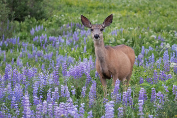 Doe in Lupine © David