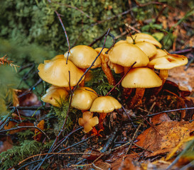 Grzyby w norweskich lasach