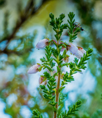 Mały owad, insekt na kwiatku