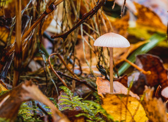 Grzyby w norweskich lasach