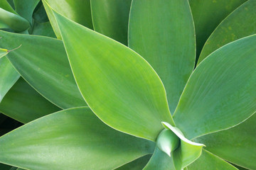 Obraz premium Sharp pointed agave plant leaves