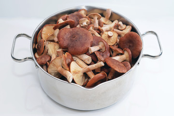 Freshly cut raw Rufous Milkcap mushrooms (Lactarius rufus) placed in a metal pan on a white background