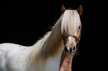 Obraz premium Classic Pony im Portrait im Studio