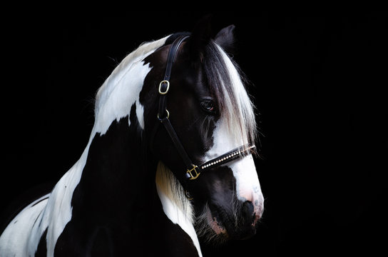 Irish Tinker Pferd steht im Studio und schaut nach unten rechts