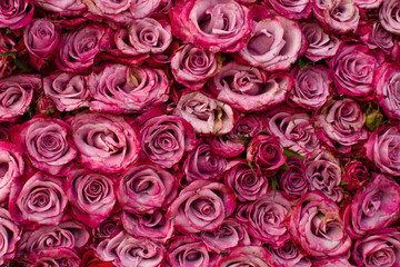 square bunch of vibrant beautiful colorful roses pink purple flowers