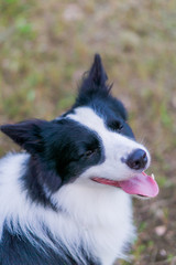 ボーダーコリー　犬