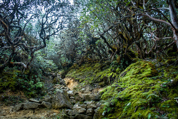 Rocky trail through Rhododendron forest, Sikkim, India