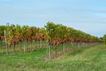 vignes en gironde