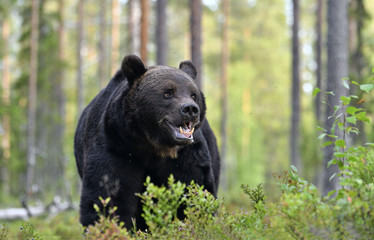 Obraz na płótnie Canvas Brown bear with open mouth in the summer pine forest. Green forest natural background. Scientific name: Ursus arctos. Natural habitat. Summer season.