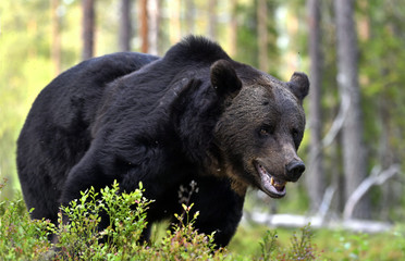 Brown bear with open mouth in the summer pine forest. Green forest natural background. Scientific name: Ursus arctos. Natural habitat. Summer season.