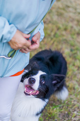ボーダーコリー　犬