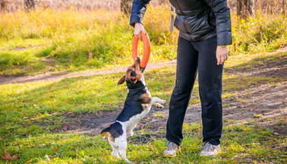 Obraz na płótnie Canvas Dog Jack Russell Terrier for a walk in the park. Home pet. Dog walking in the park. Autumn Park.