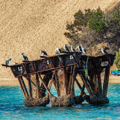 Birds on the wreck