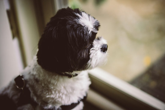 Maltese Mix Dog Looking Out Window