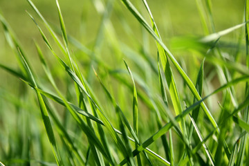 bright grass on a background of a lush green meadow, close-up