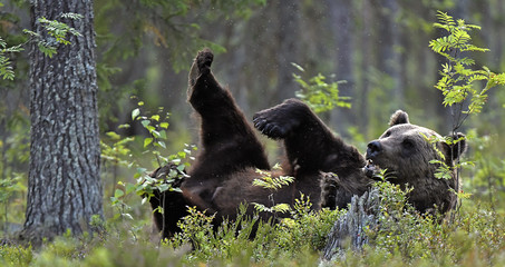 Naklejka premium Wild Adult Brown Bear llies on his back with his paws raised in the green grass in the summer forest. Green pine forest natural background, evening twilight. Scientific name: Ursus arctos. Natural
