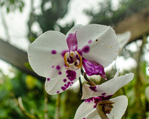 white and purple orchid