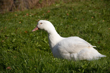 White domestic ducks walk on the green grass in the garden. Poultry
