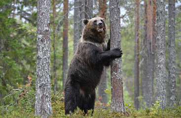 Obraz na płótnie Canvas Brown bear stands on its hind legs by a tree in a summer pine forest. Scientific name: Ursus Arctos . Green natural background. Natural habitat.