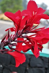 Striking Red Flower