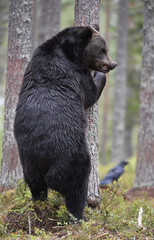 Fototapeta premium Brown bear stands on its hind legs by a tree in a summer pine forest. Scientific name: Ursus Arctos . Green natural background. Natural habitat.