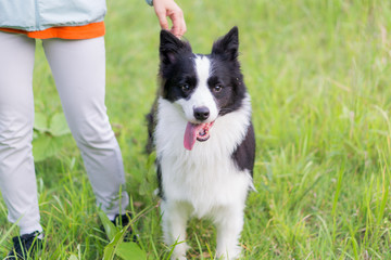 Fototapeta premium ボーダーコリー 犬