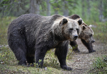 Plakat Brown bear in the summer forest. Green forest natural background. Scientific name: Ursus arctos. Natural habitat. Summer season.