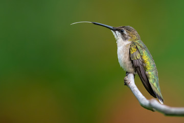 A Ruby-throated Hummingbird with its tongue out.