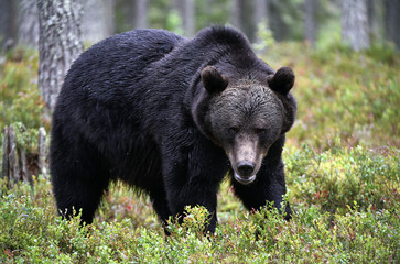 Fototapeta na wymiar Brown bear in the summer forest. Green forest natural background. Scientific name: Ursus arctos. Natural habitat. Summer season.