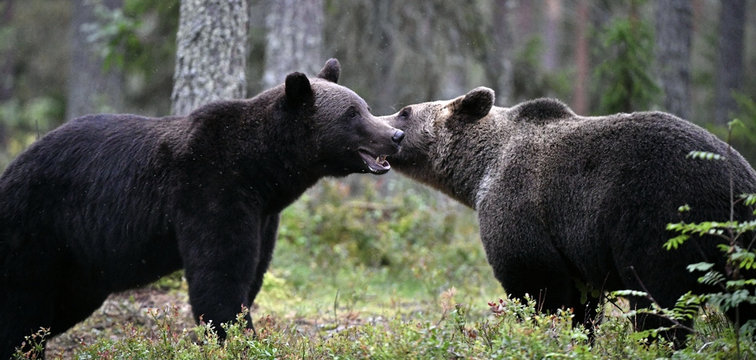 Couple of bears loving each other, caress, kiss, love. Male And Female Brown Bear Being Friendly.
